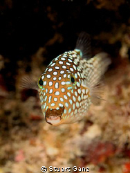 Whitespotted Boxfish by Stuart Ganz 
